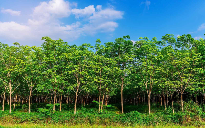 Licenciamento Ambiental